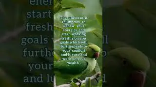 Spiritual meaning of seeing parrots #shorts #shinewithastrology #parrot #spirituality #spiritual