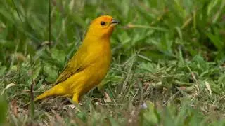 Jilguero Amarillo Cantando - Sicalis Flaveola