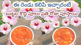 చిన్న కుండీలలో ఎక్కువ పూలు పూయాలి అంటే ఈ ఫెర్టిలైజర్ ఇవ్వండి/hibiscus fertilizer #garden #hibiscus 
