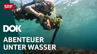 Faszination Wasserwelt &ndash; Von Haien, Eisbergen und versunkenen Wracks | Doku | SRF Dok