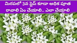 #mirapalo #flowers #flower #topresults #cropmax #biovita #planofix #chamatkar @pantalepranadharam