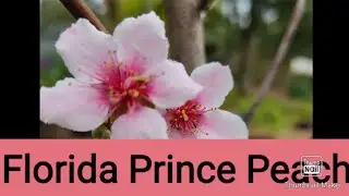Florida Prince peach tree blowing up with blooms!