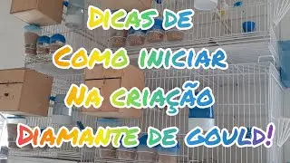 Como iniciar na criação diamantes de gould com pouco espaço?