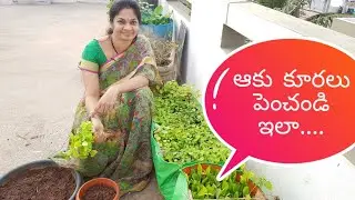 How to grow  leafy vegetables  easily at home?/ఆకు కూరలు  ఇంట్లో సులువుగా పెంచడం ఎలా ?#leafy veggies