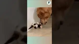 Dog and cat friend🌿If this made you smile, keep the calm coming&mdash; subscribe💚 #Fluflyr #CutePets