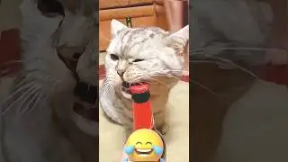 These Cats Are Very Smart 😂😂 #cat #funnycats #funny #funnypets #funnyshorts