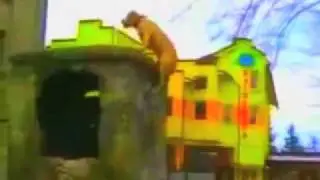 NoiseTrader -- Official Bearodactyl Music Video