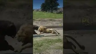 Lion vs Grizzly Bear - Ultimate Clash in Red Dead Redemption 2!
