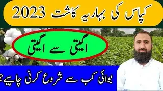 Early cultivation of cotton in Punjab ||Best sowing time for spring cotton ||Bilal Kanju Official