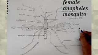 how to draw female Anopheles Mosquito l how to draw female Anopheles Mosquito step by step