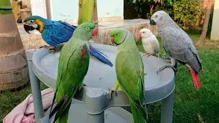 My Parrot Collection!