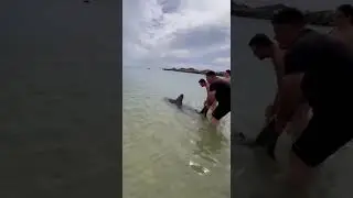 Brave vacationers rescue entangled shark in Primorsky Territory, Russia