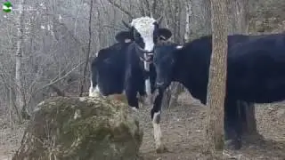 Toro y vaca disfrutan de su libertad