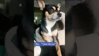 Практически не работает.... ##shorts #viralshorts #fyp #trendingreels #chihuahuafanclub