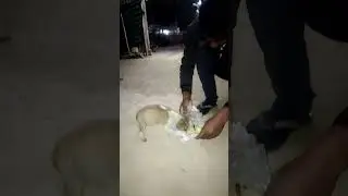 zindagi kuch to bata|| #music#doglife #hungry #help #humanity #creativity