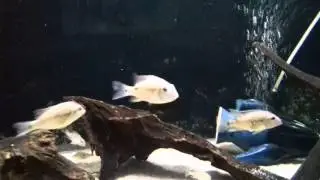 Геофагус