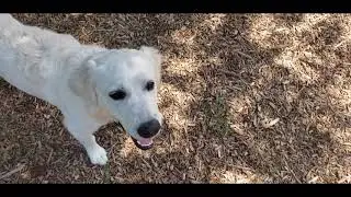 Clover: Improving Her Recall!