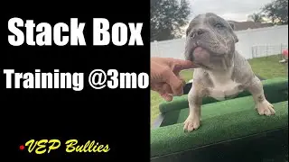 Bully Stack Box Training @vepbullies  #microbullies #puppies