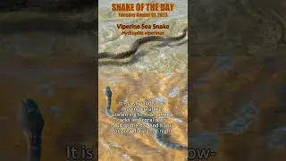 2023-08-01 Viperine Sea Snake