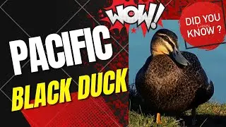 Pacific black duck facts