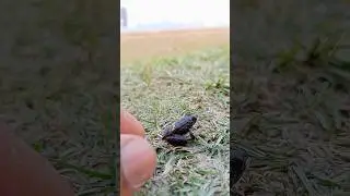 Froggy&rsquo;s sky-high fun #sorts #flying #frog #amazingfrog