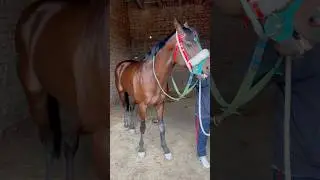 Lahore race course horse number 2 #horse #racecourse #horseriding