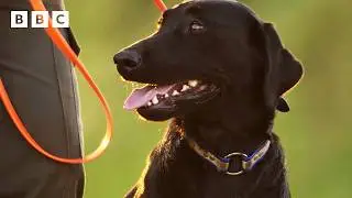 Meet Ody the dog: Hero in training | Kingdom &ndash; BBC