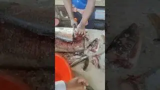 Amazing!! Big Gascurb Fish Cutting Skill By Indian Fish Market 🤤😋#shorts #youtube