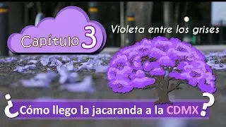 Un &Aacute;RBOL morado - Jacaranda en la ciudad de M&eacute;xico -  Cuentos de naturaleza -SERIE - Mecuate