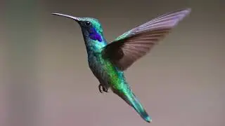 Hummingbird, Seals and Crofts, (4K)
