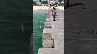 Snook caught from the pier! #abf #fishing #fishingvideo #lovefishing #sarasotafishing #snook #follow