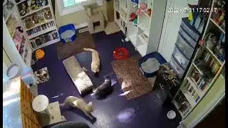 Sami, Dani & Nim Playing