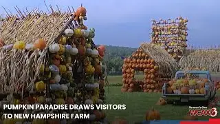 Pumpkin paradise draws visitors to New Hampshire farm