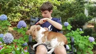 Mount Pleasant Animal Hospital Pet Awareness Week
