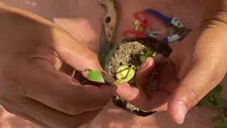 easy bougainvillea grafting technique for beginners