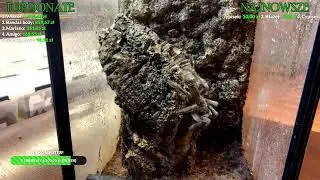 KARMIENIE PTASZNIKÓW 🔴LIVE🔴