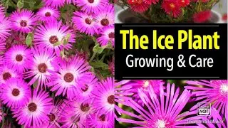 How to Grow and Care ICE Plants | Best Hanging Basket plant( Hindi) evergreen garden