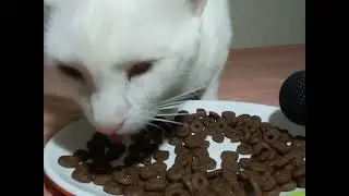 cat eating Cuties Catz #asmreating #asmr #catslovers #whitecat #cat #catsoftiktok #pets #fyi #fyp