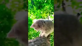 Cute Cats Videos || Cat Baby || #kittycat #shortvideo #kittens