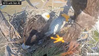 SWFL Eagles 12-27-25.  M15 CATCHES A FISH at the POND, + Delivers 2 More!  Tandem Feeding! 🦅🐟