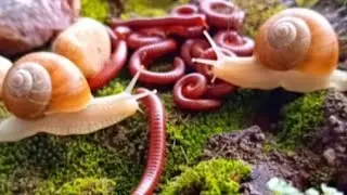 The Most Peaceful Encounter in Nature : Millipedes & Snails #Millipede #oddlysatisfying