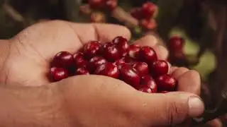 CHICOJ COFFEE SHOP