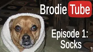 Cute Puggle Performs a 