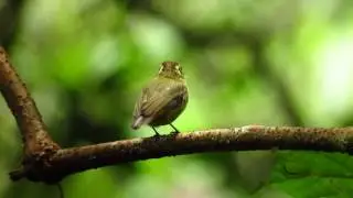 Endemic Bird Expert Costa Rica 51
