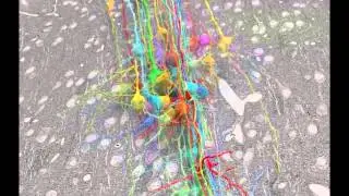Coloring the Connectome