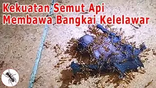 Kekuatan Semut Api Membawa Bangkai Kelelawar | Semut | Serangga TV Channel