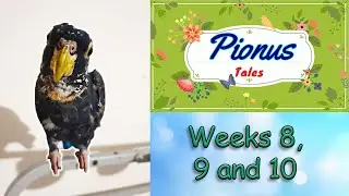 A Peek into living with Pionus Parrots | Lyra Ep 8