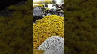 Maku'u Point Hawai'i Tidal Pools 2019