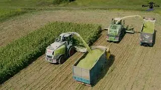 🌽Silaž 2021, Claas Jaguar, Krone BigX, Case, Tatra, Zetor
