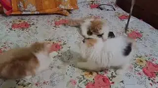 Semi Punch Face Bycolor Persian Kitten 🐈7318830088 ( All West Bengal delivery safely )🥰